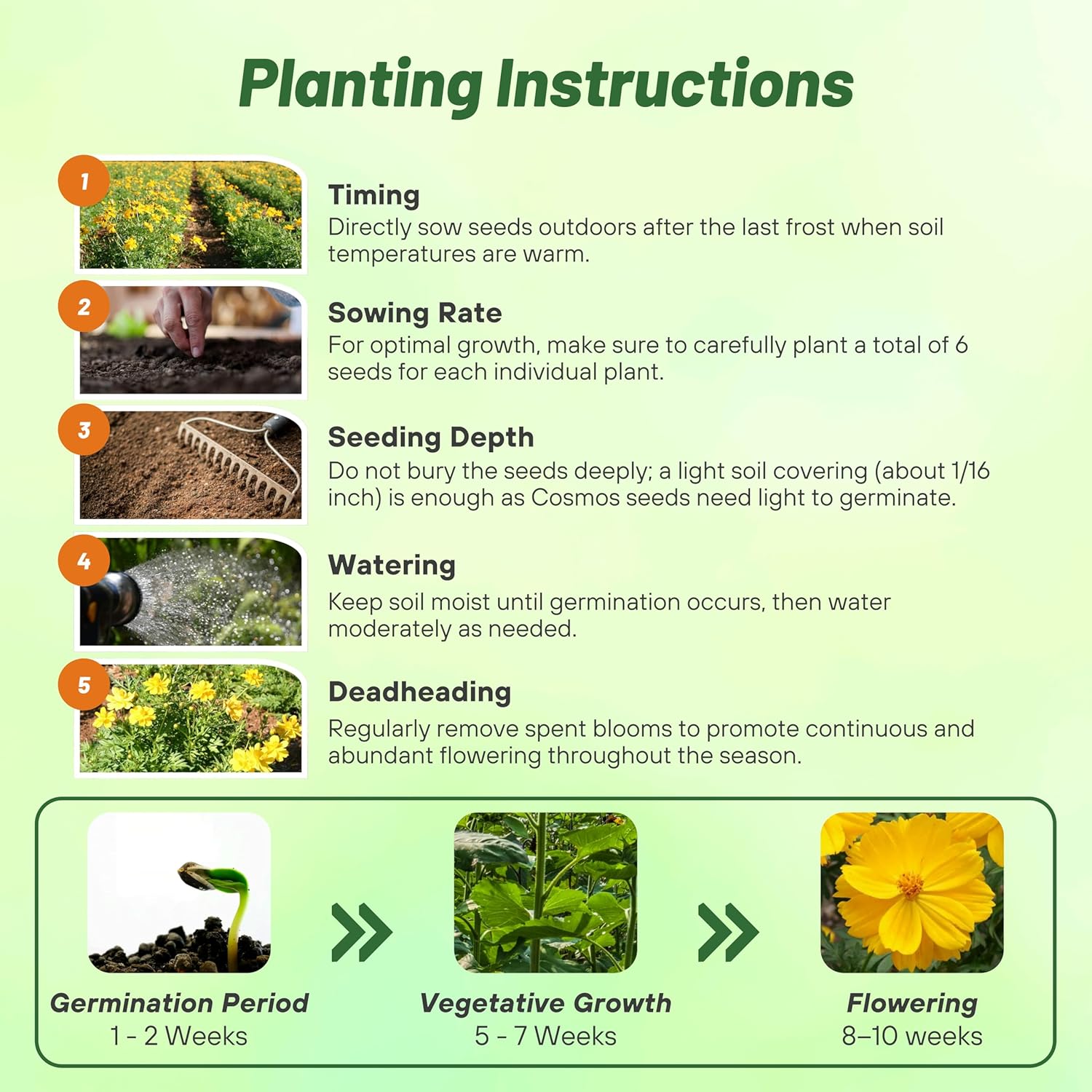 Cosmos Sulphureus Gold Planting Directions