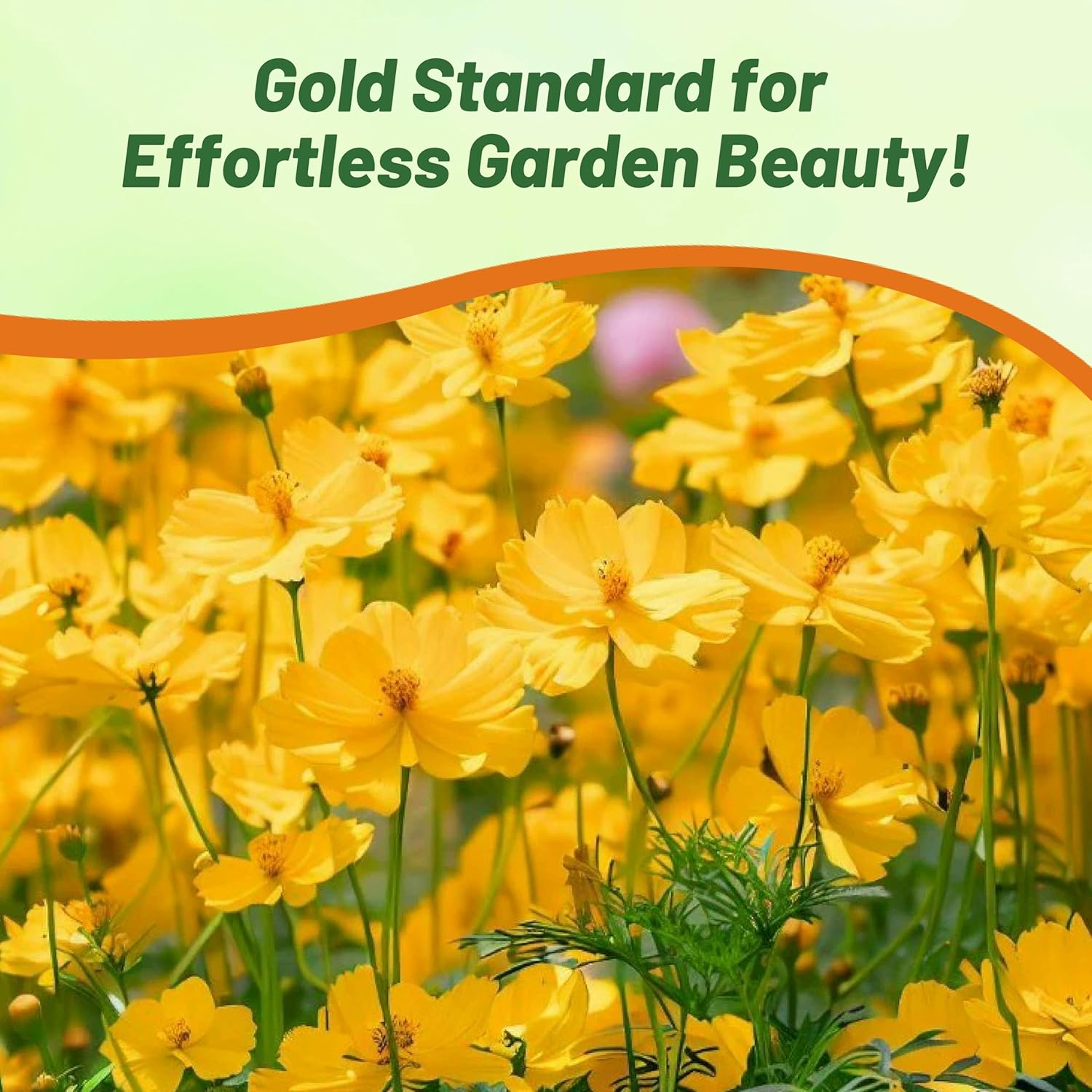Cosmos Sulphureus Gold Flower Garden
