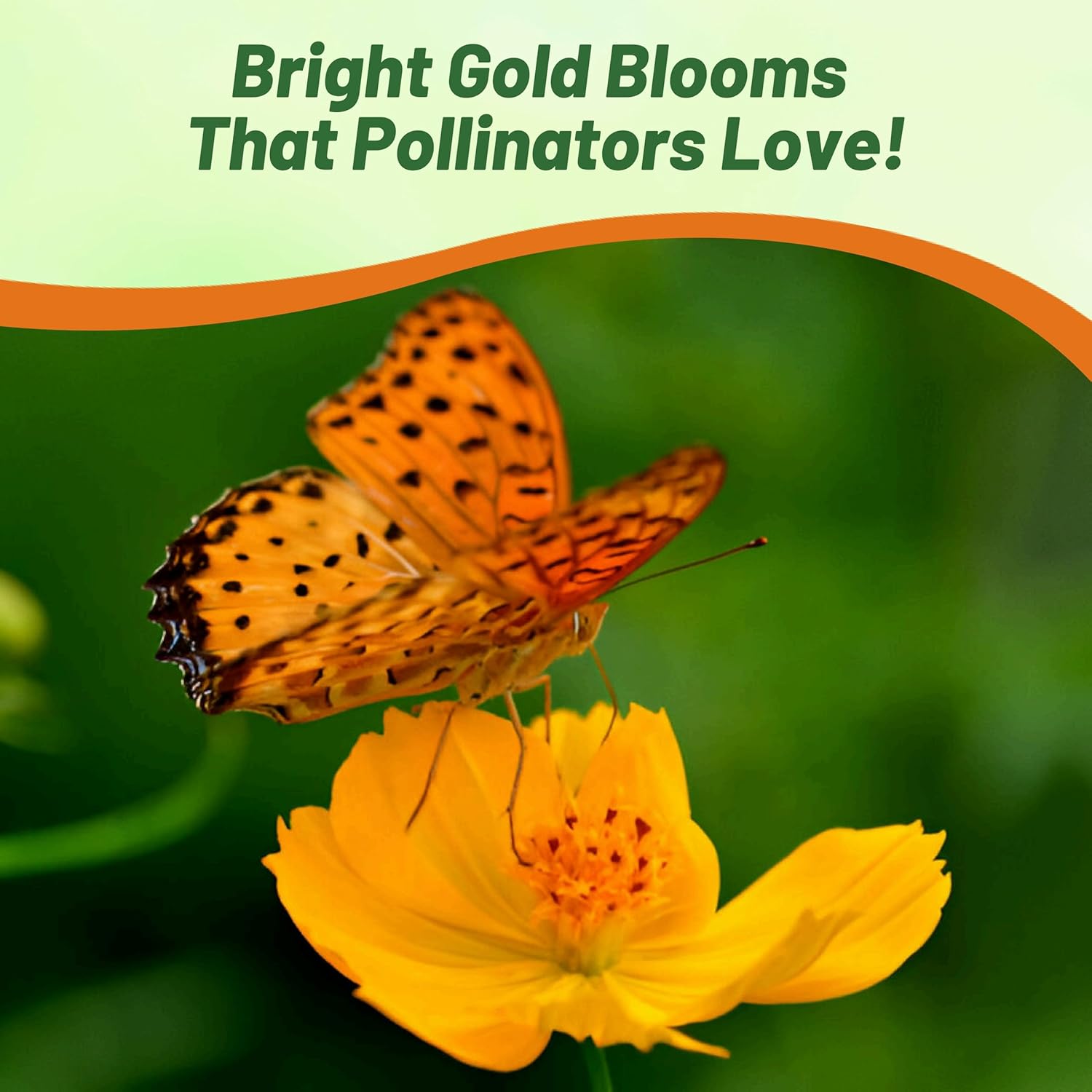 Cosmos Sulphureus Gold Flowers