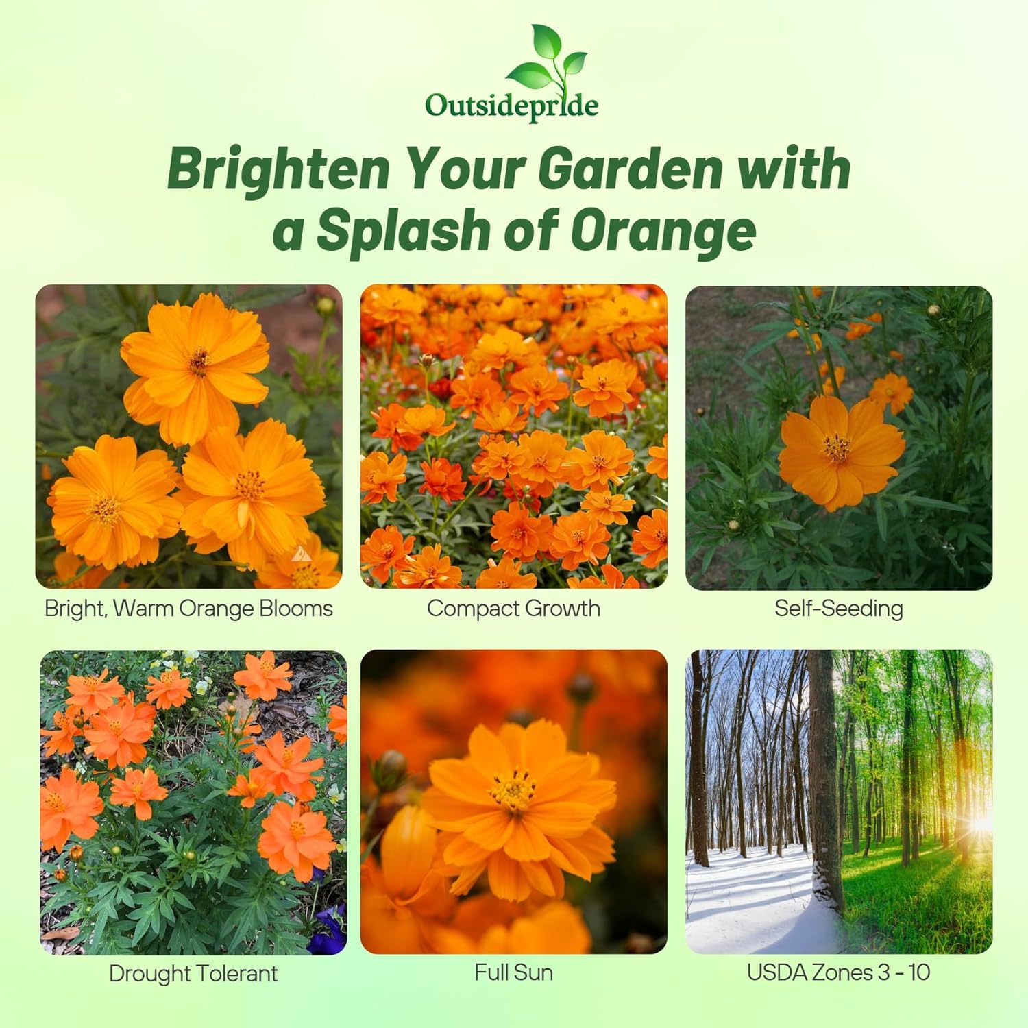 Cosmos Sulphureus Orange Dwarf Flowers