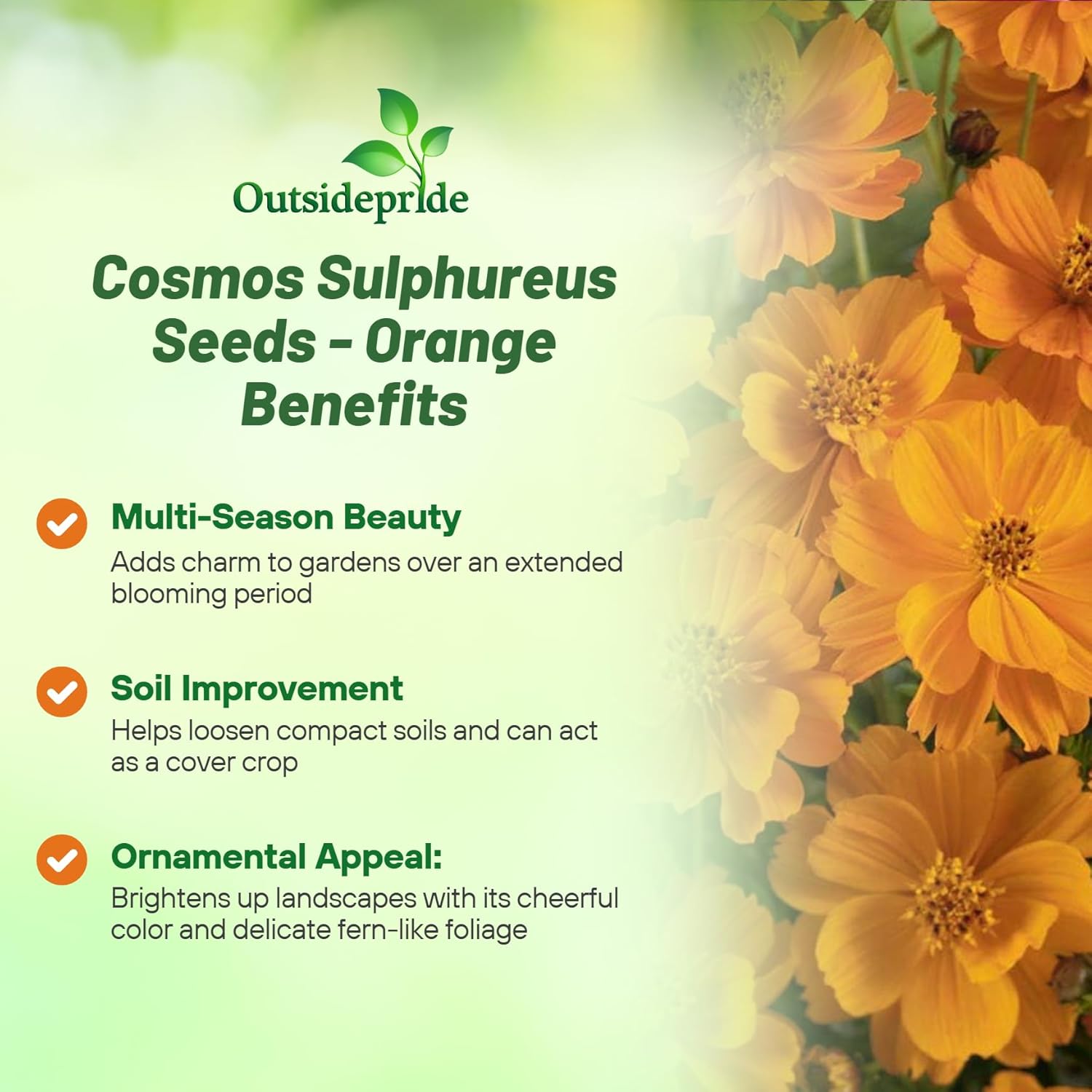 Cosmos Sulphureus Orange Garden Flowers