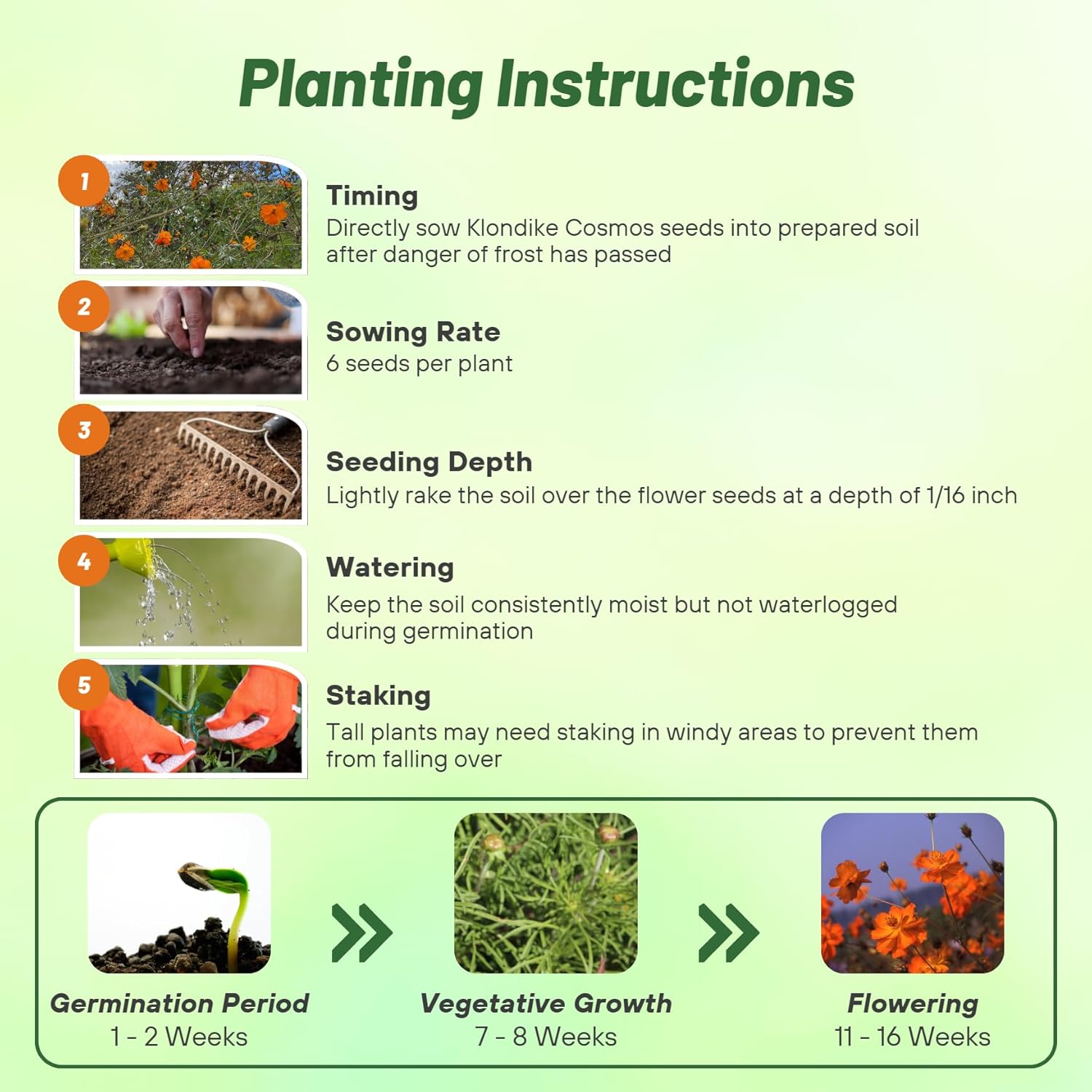 Cosmos Sulphureus Orange Planting Directions