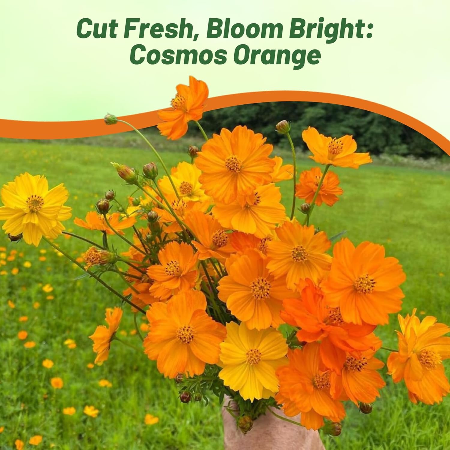 Cosmos Sulphureus Orange Flowers