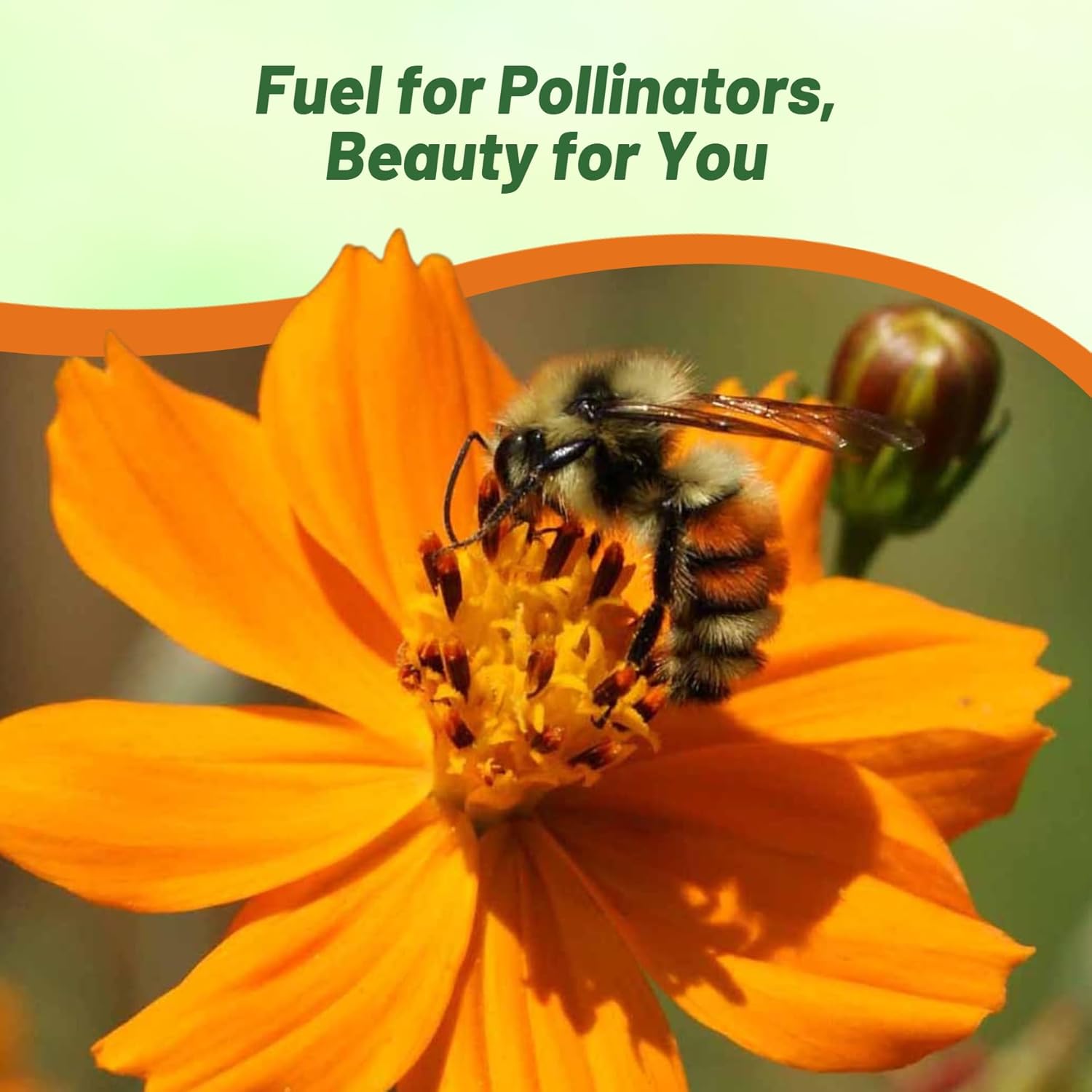 Cosmos Sulphureus Orange Flower Bouqet