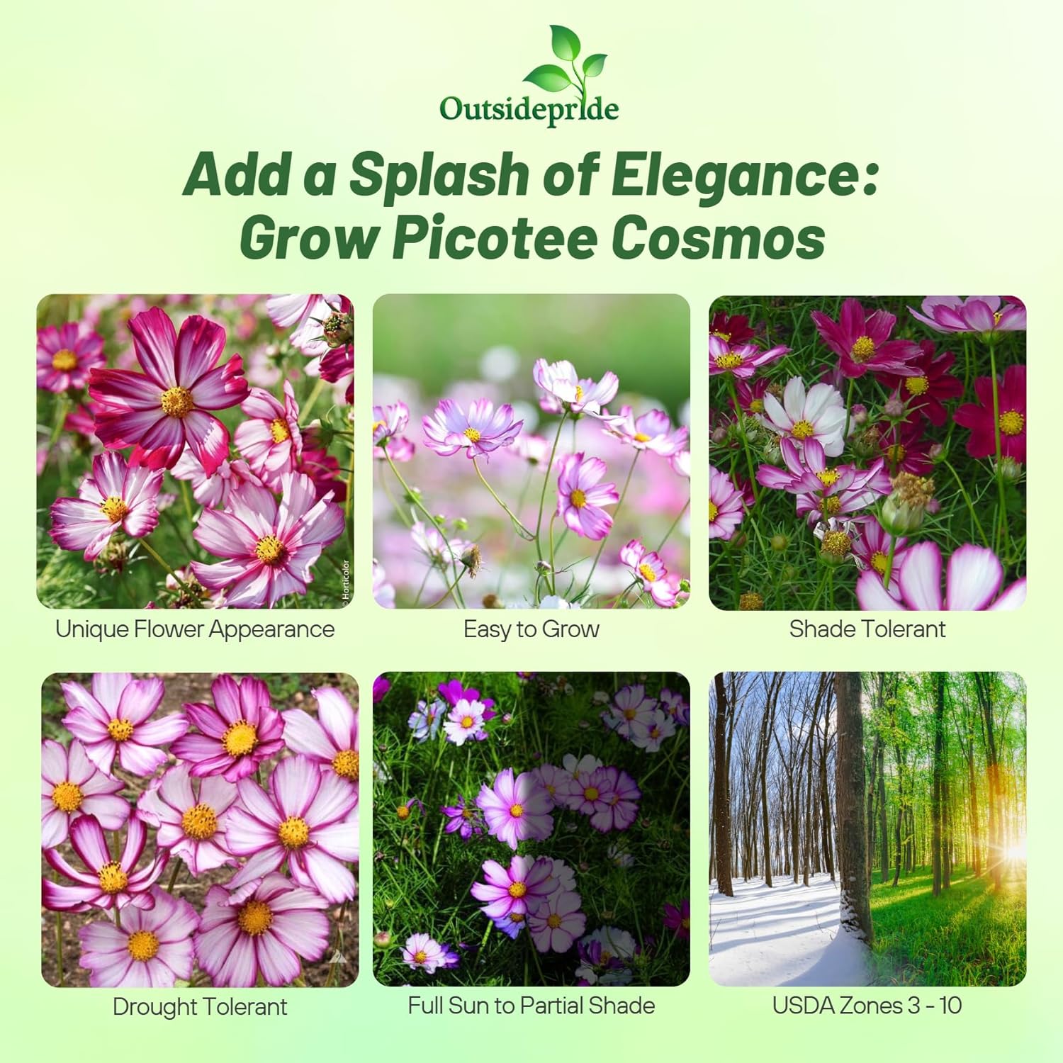 Cosmos Bipinnatus Picotee Garden Flowers