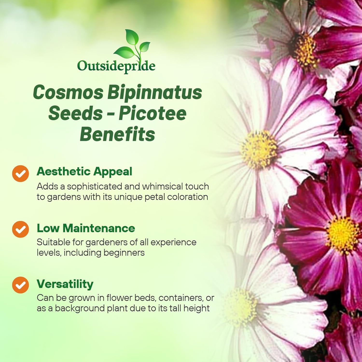 Cosmos Picotee Flower Seeds