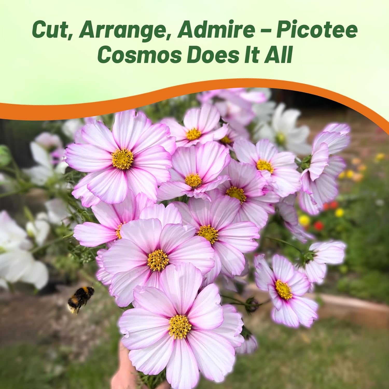 Cosmos Bipinnatus Picotee Flowers