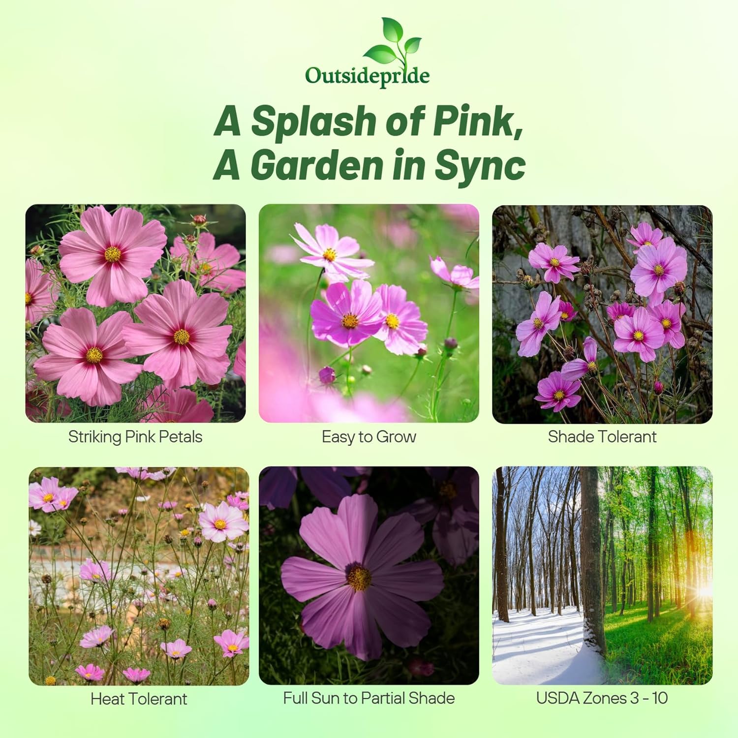 Cosmos Pink Wild Flower Seed