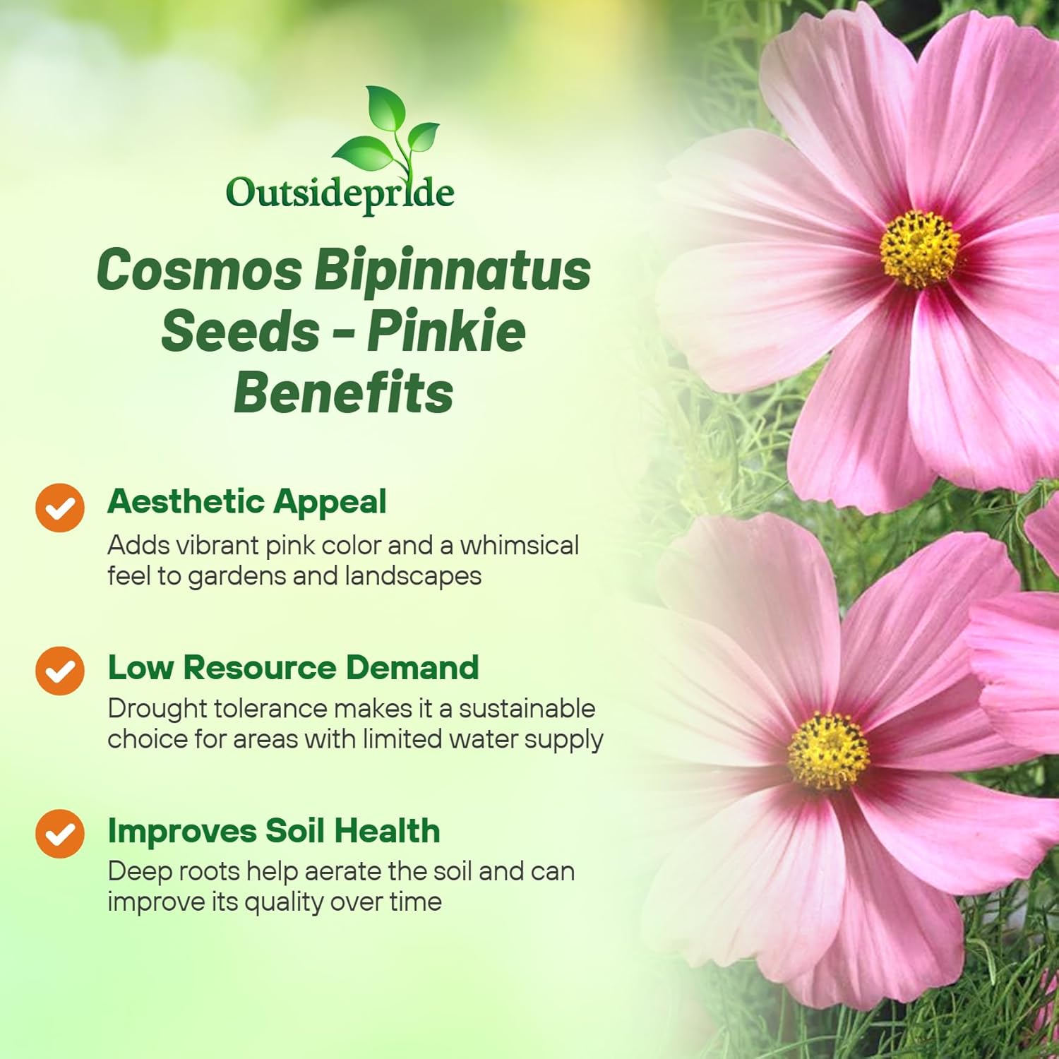 Cosmos Bipinnatus Pinkie Wildflowers