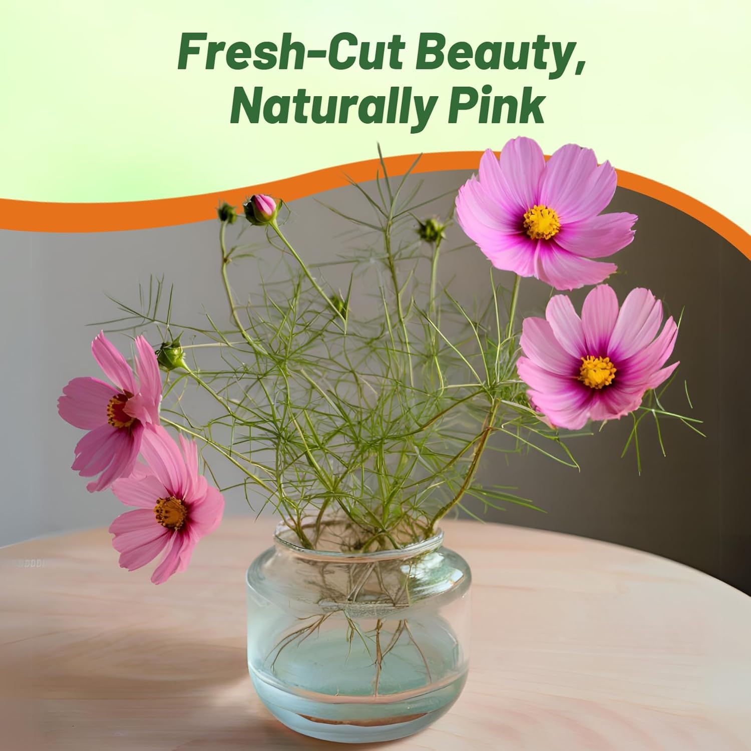 Cosmos Bipinnatus Pinkie Flower Vase