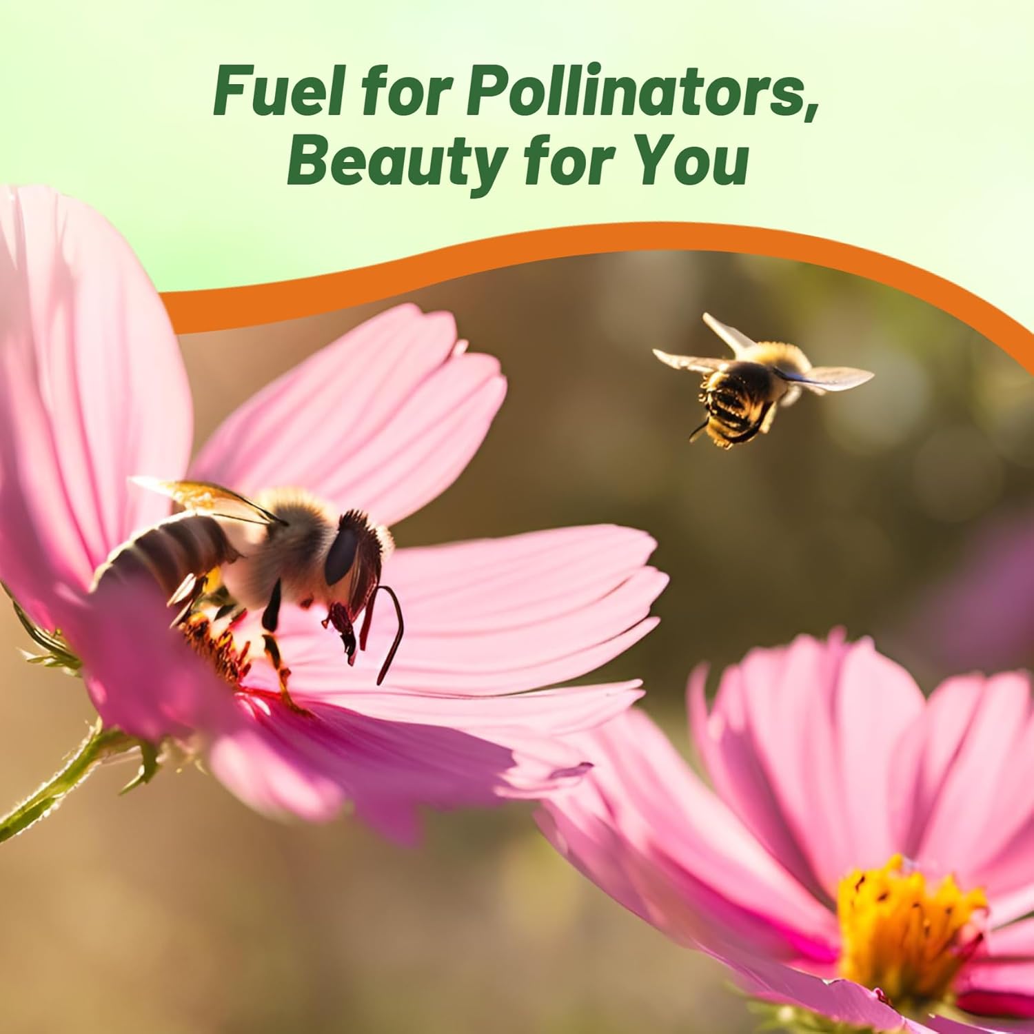Cosmos Bipinnatus Pinkie Flower Pollinator