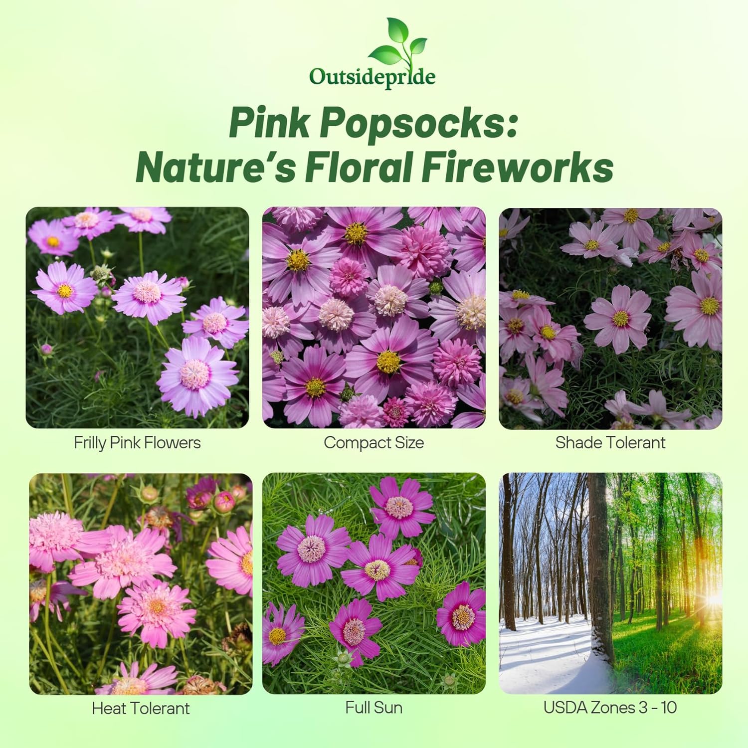 Cosmos Bipinnatus Pink Popsocks Garden Flowers
