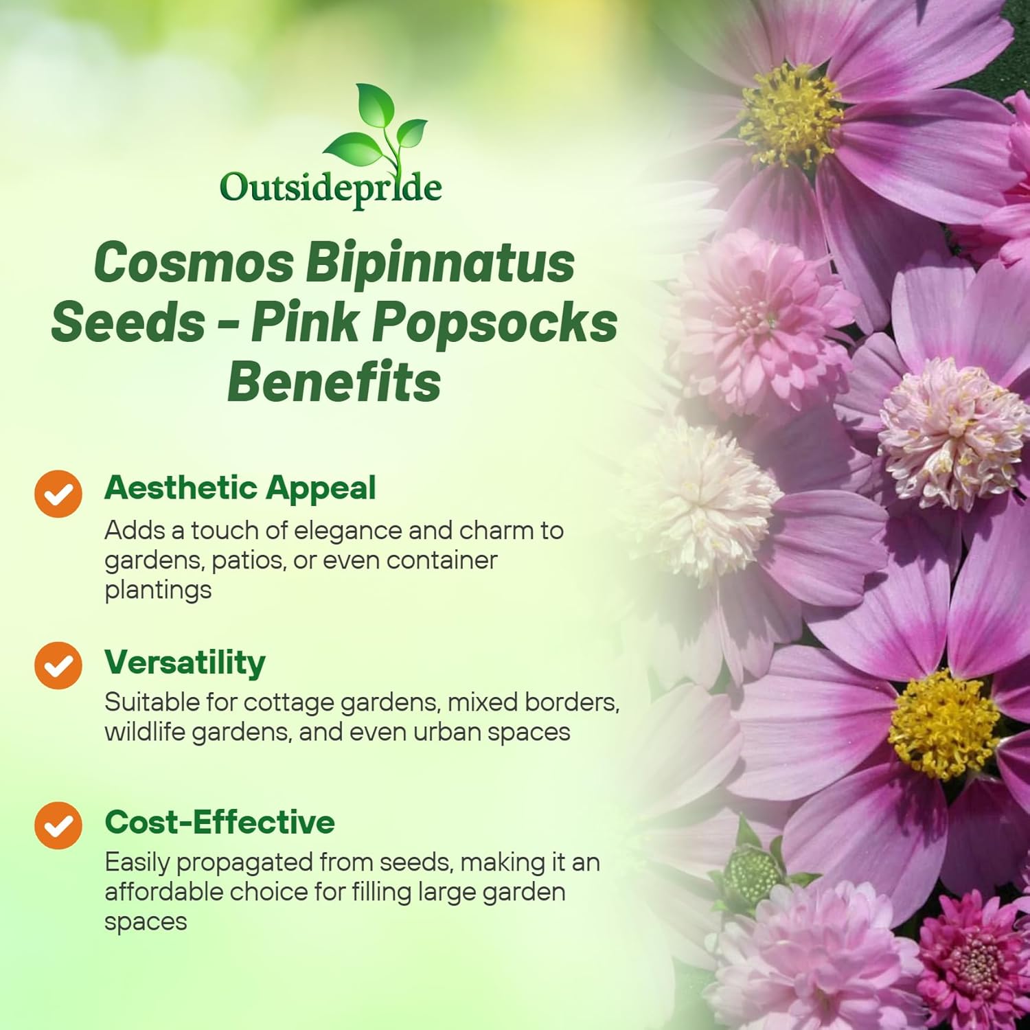 Cosmos Bipinnatus Pink Popsocks Flowers