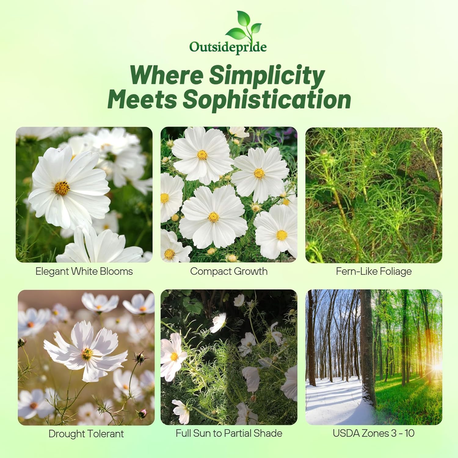 Cosmos Bipinnatus Purity Flower Vase