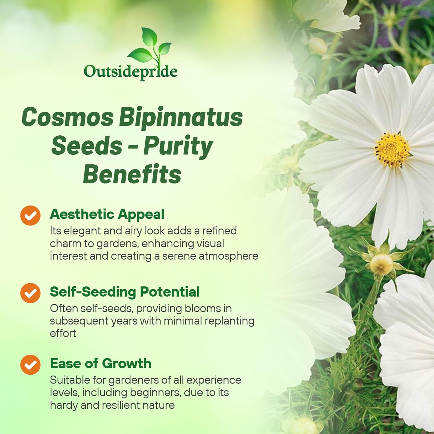Cosmos Bipinnatus Purity White Flower