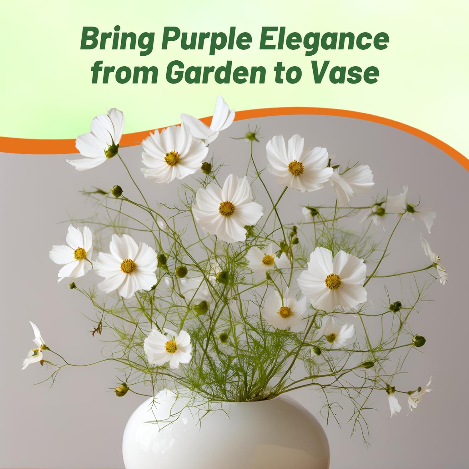 Cosmos Bipinnatus Purity Flowers