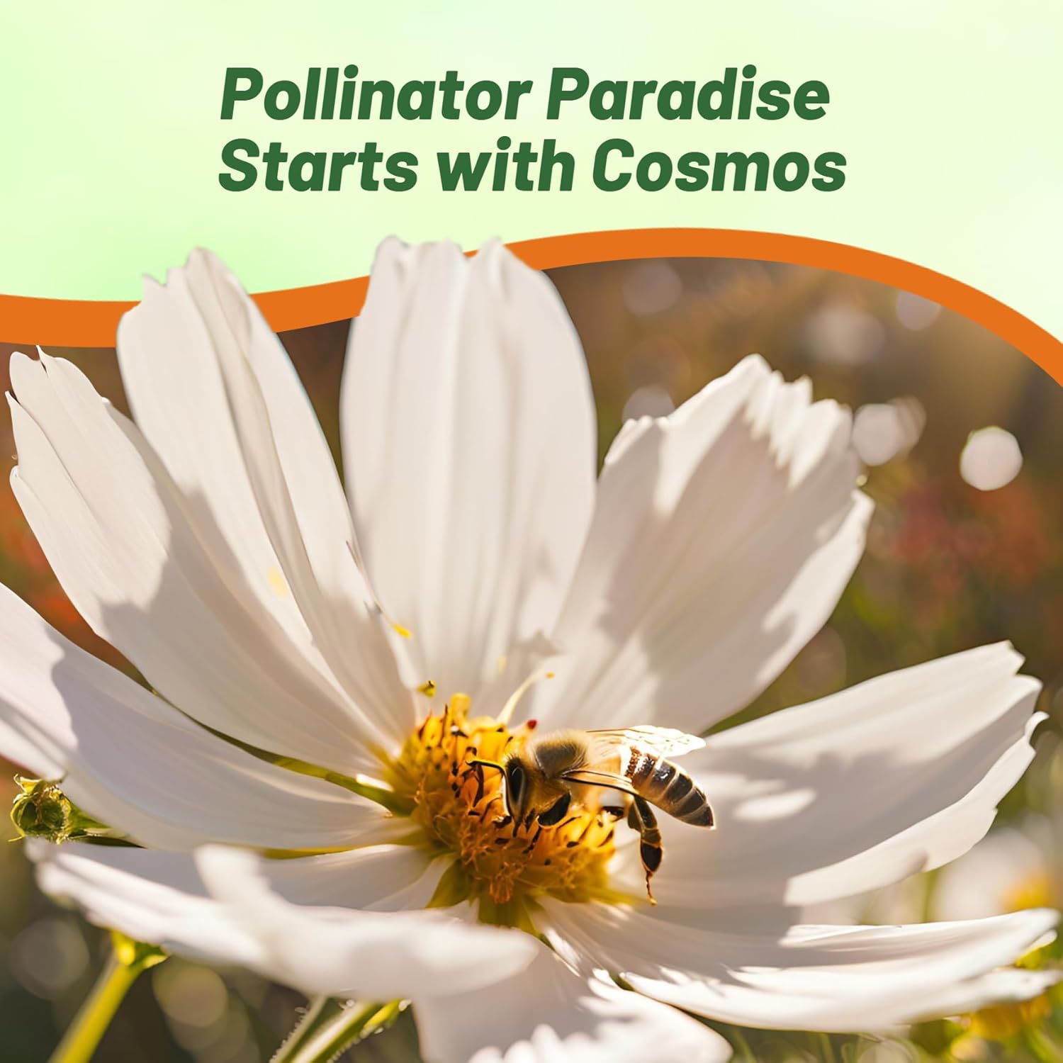 Cosmos Bipinnatus Purity Pollinator