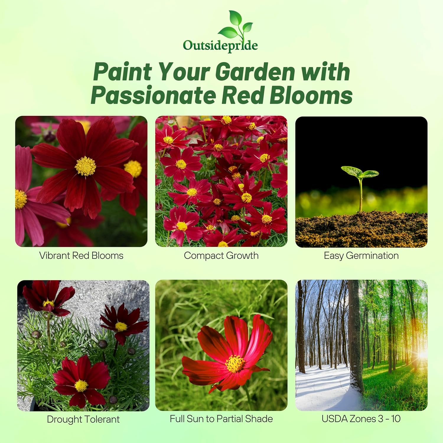 Cosmos Bipinnatus Red Shades Container Flowers