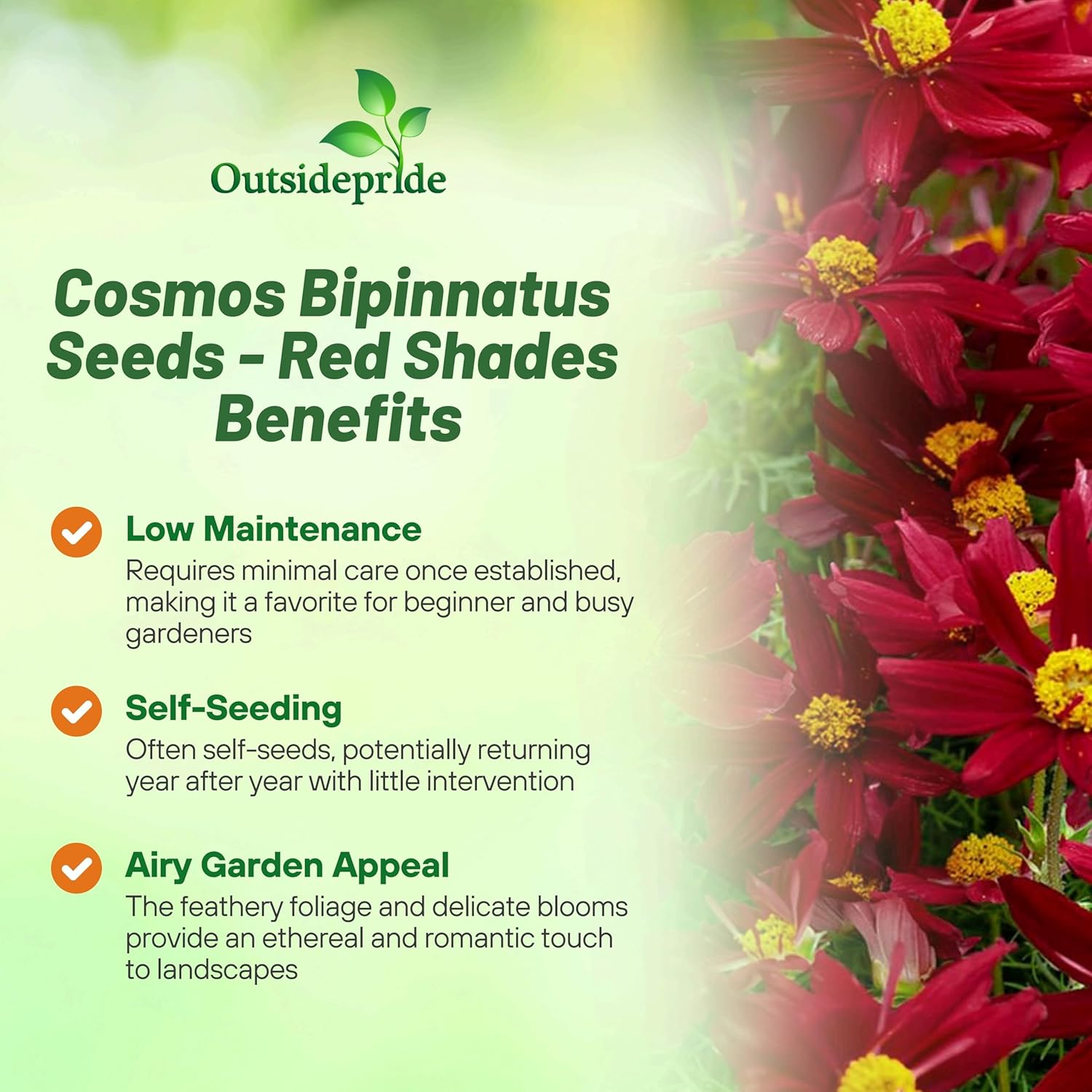 Cosmos Bipinnatus Sonata Red Shades Flower Vase