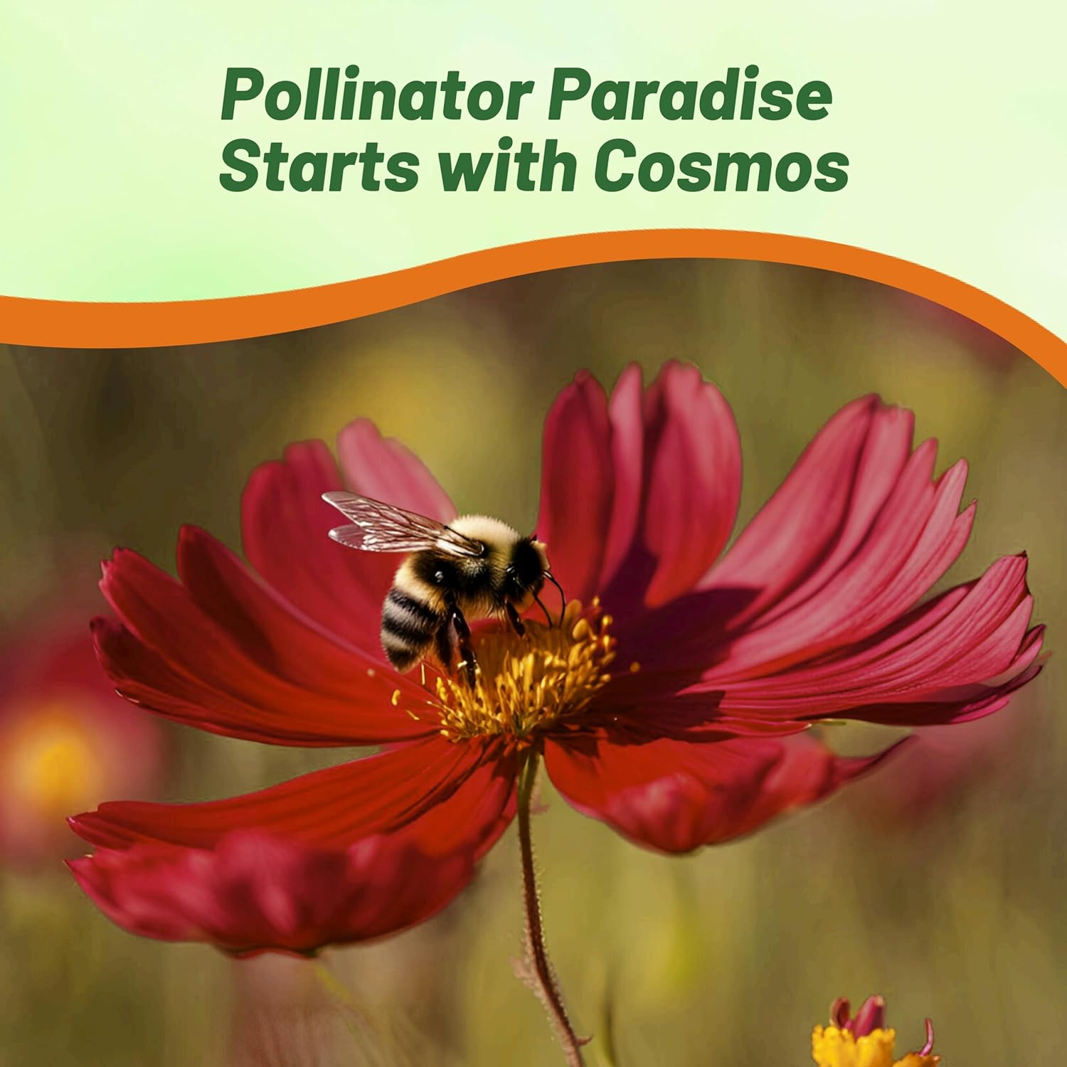 Cosmos Bipinnatus Sonata Red Shades Flower Garden