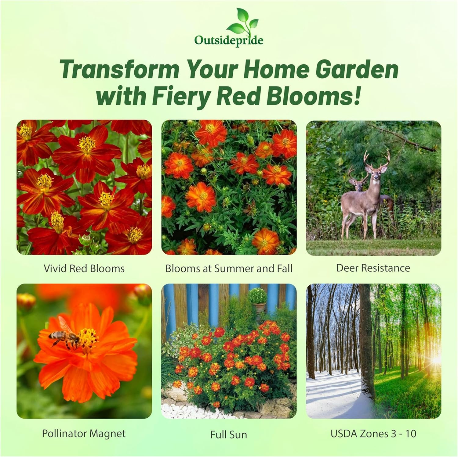 Cosmos Sulphureus Red Container Plants