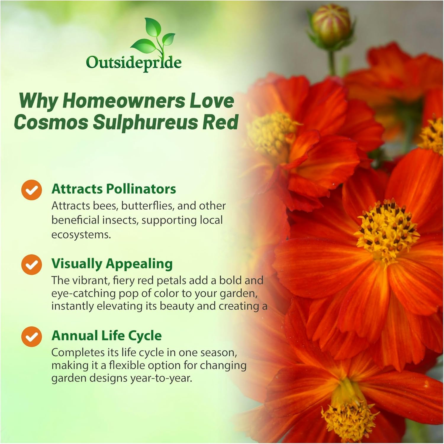 Cosmos Sulphureus Red Wildflowers
