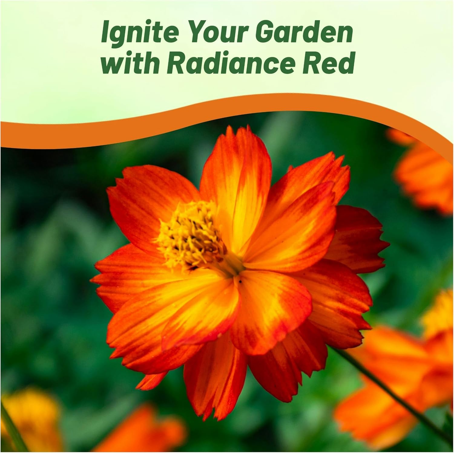 Cosmos Sulphureus Red Garden Flowers