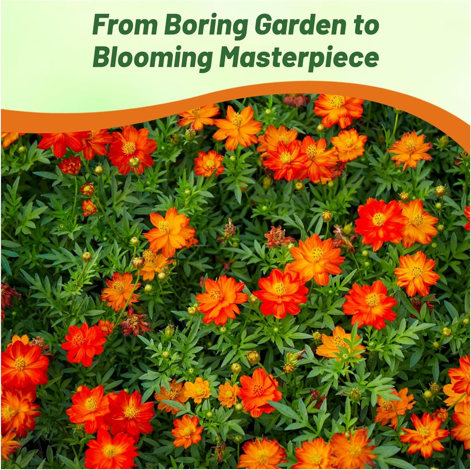 Cosmos Sulphureus Red Flower Garden