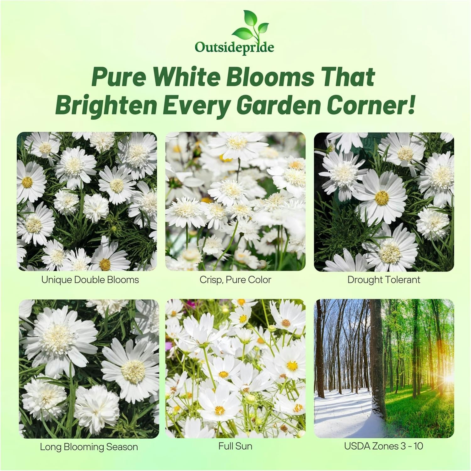 Cosmos Bipinnatus White Popsocks Wildflowers