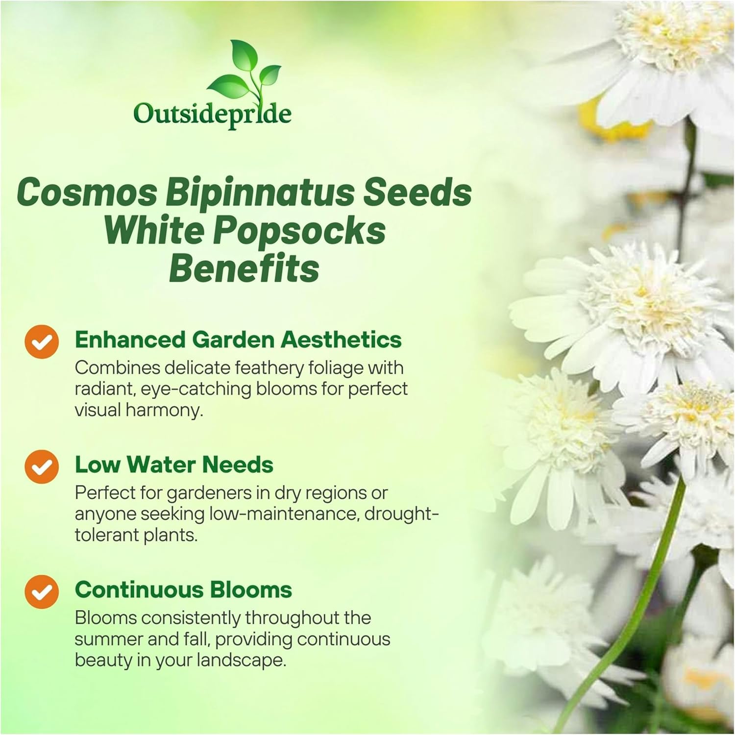 Cosmos White Popsocks Garden Flowers