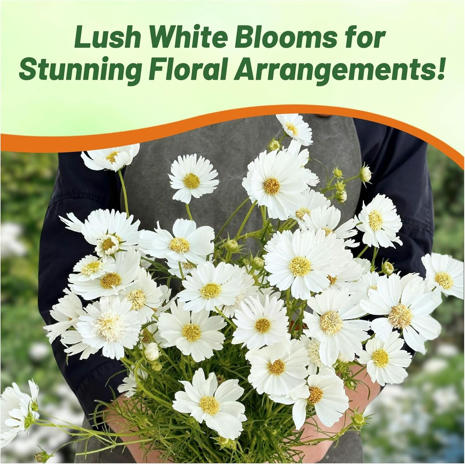 Cosmos Bipinnatus White Popsocks Vase Flowers