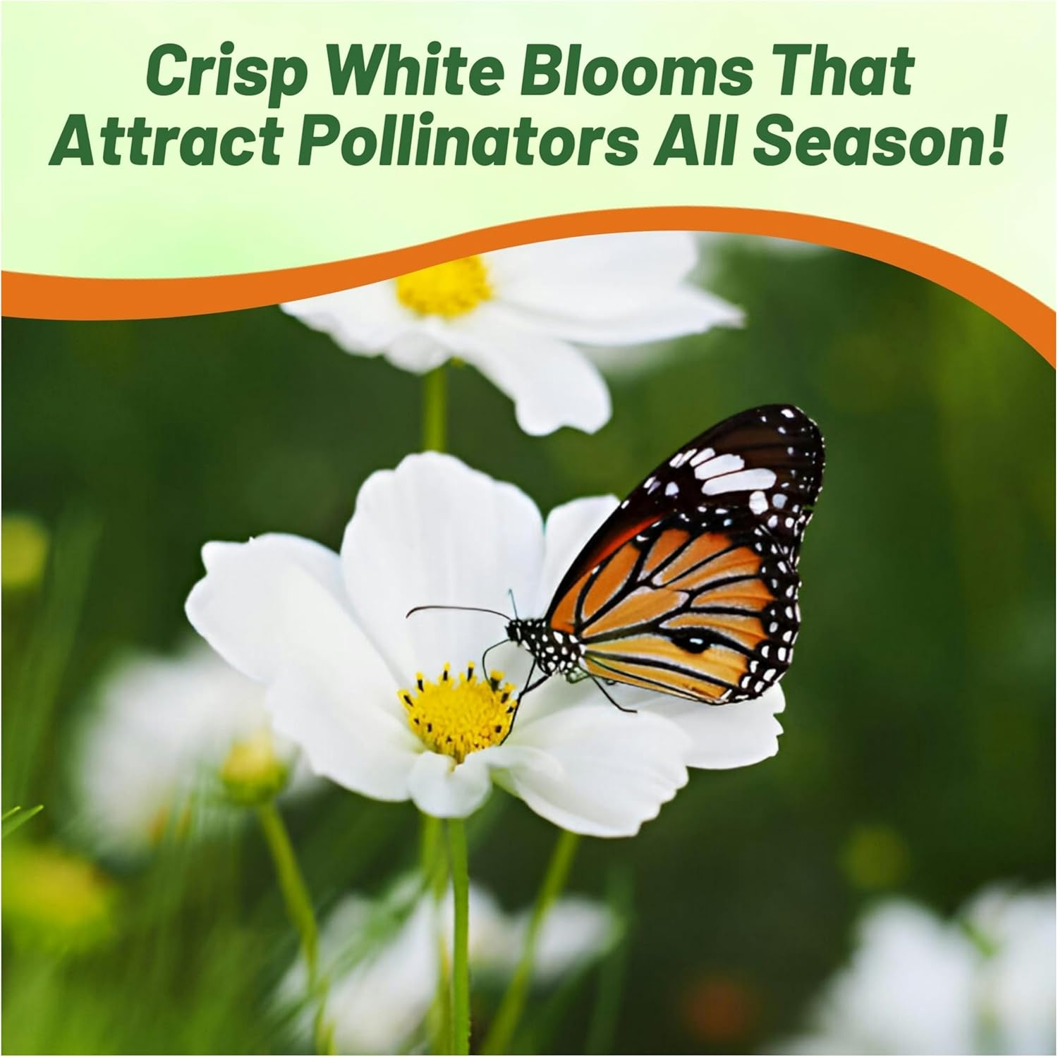 Cosmos Bipinnatus White Popsocks Seeds