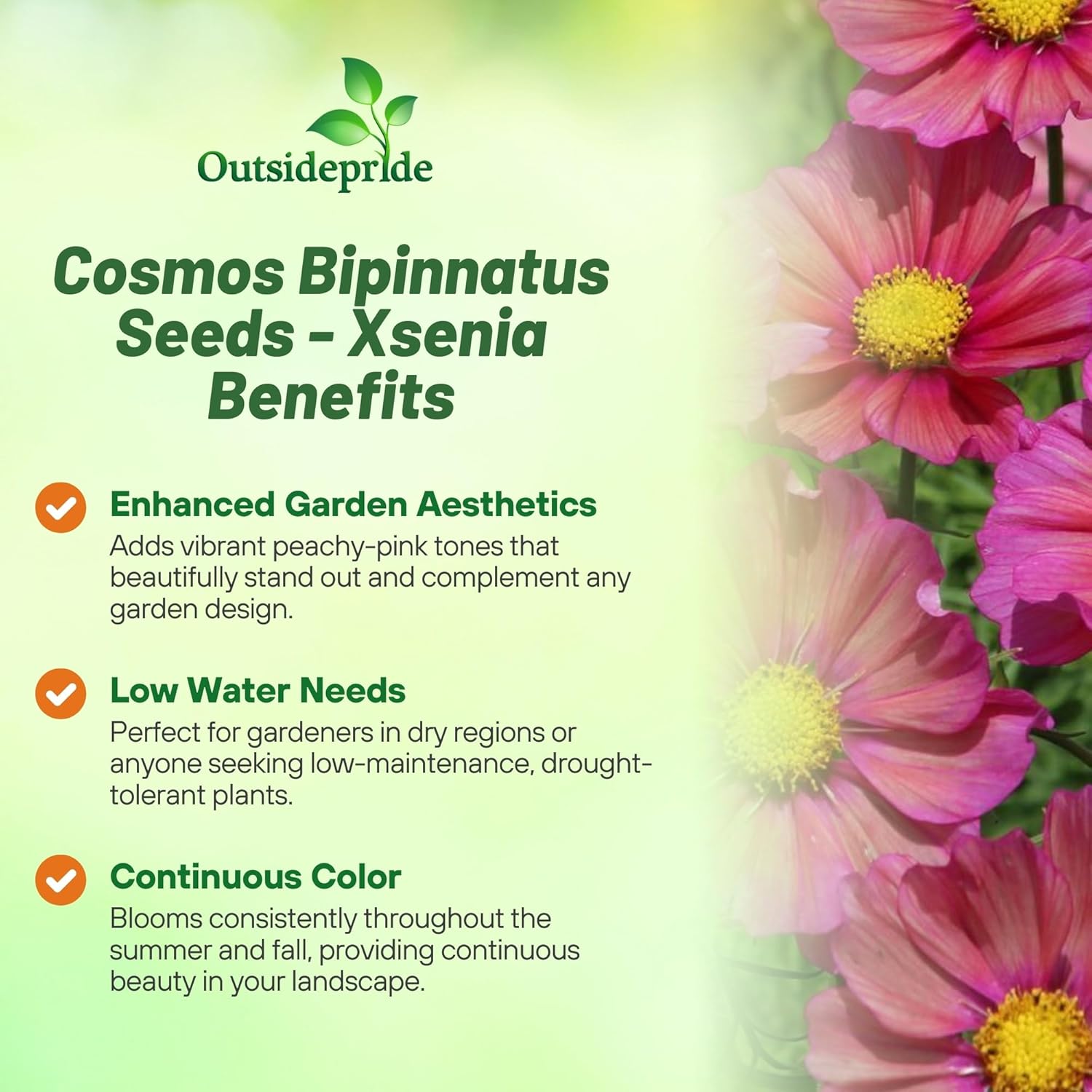 Cosmos Bipinnatus Pink Xsenia Flowers Seeds