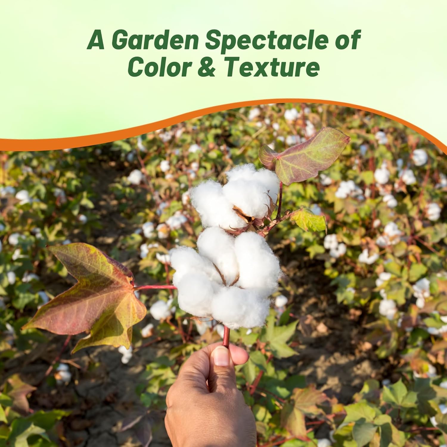 Perennial Levant Cotton Shrubs