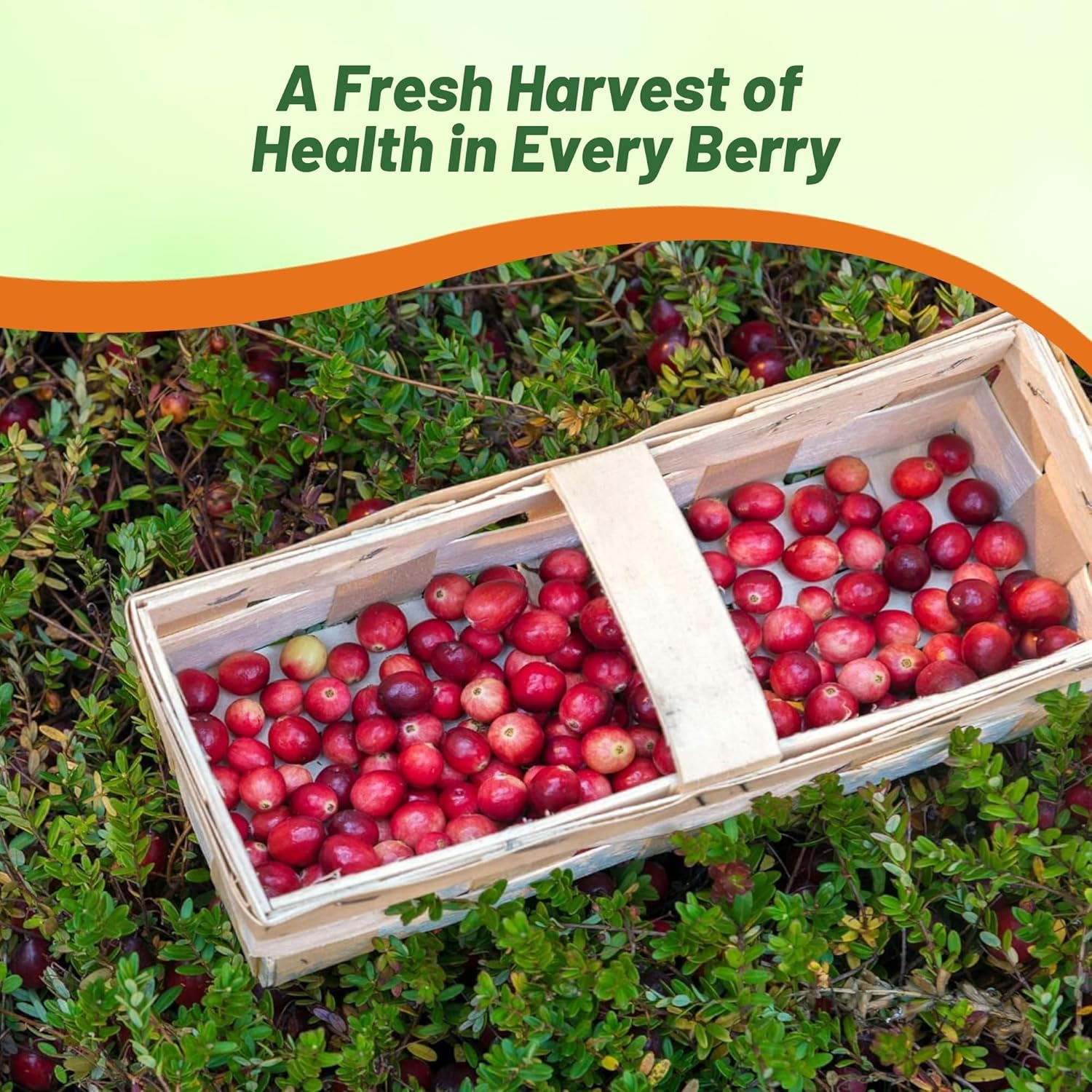 Cranberry