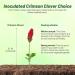 Crimson Clover Plants