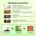 Crimson Clover Planting Instructions