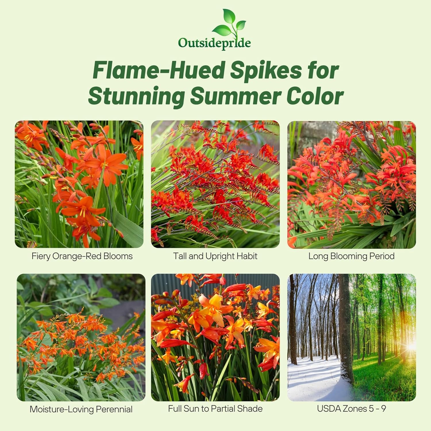 Crocosmia Paniculata Hybrida