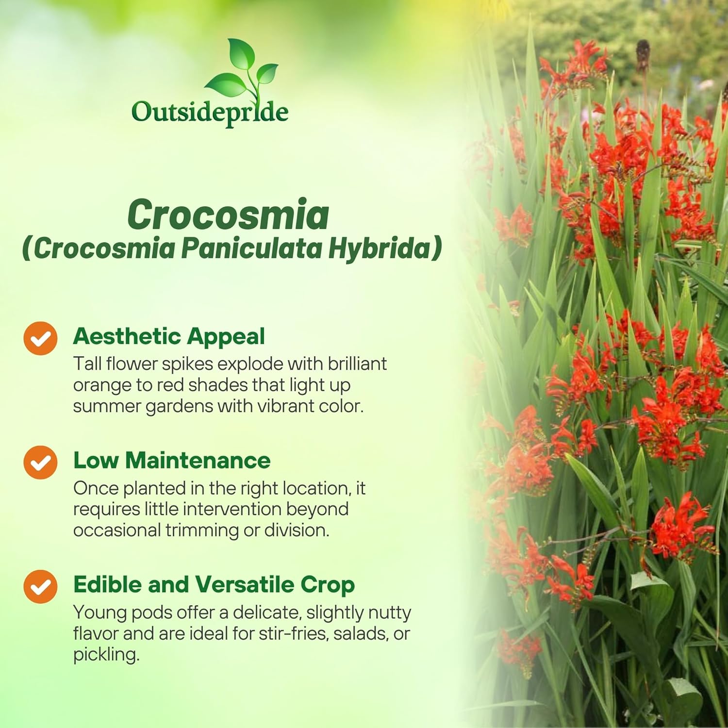 Crocosmia Flowing Plants Grown From Seeds