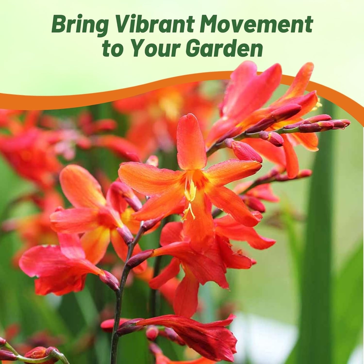 Crocosmia Ornamental Decorative Plants