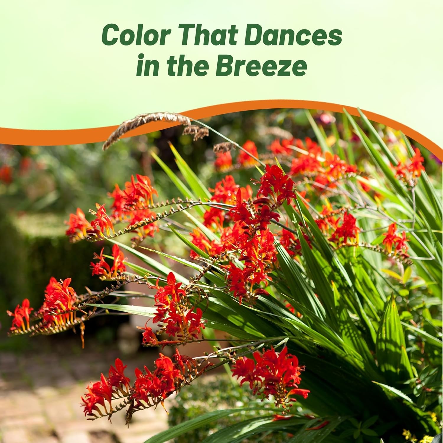 Heat Tolerant Crocosmia Plants