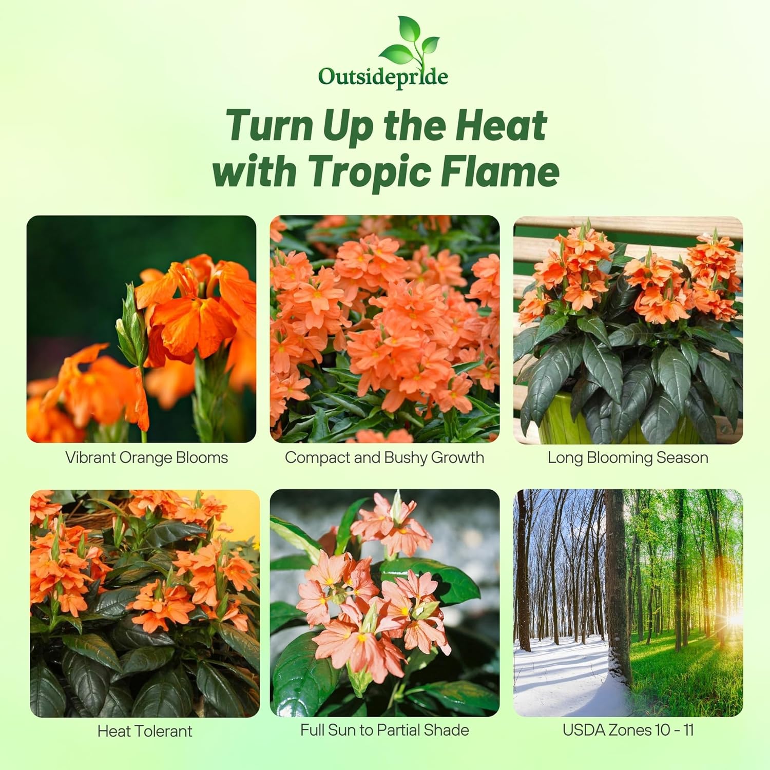 Crossandra Tropic Flame Garden Plant