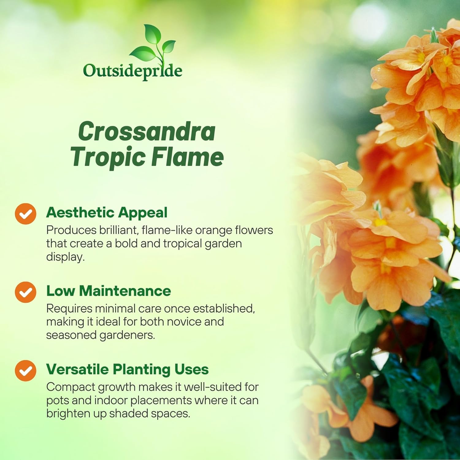 Crossandra Tropic Flame Flowing Plants Grown From Seeds
