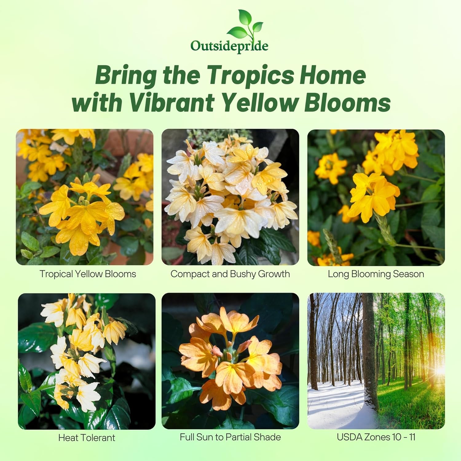 Crossandra Yellow Splash Garden Plant