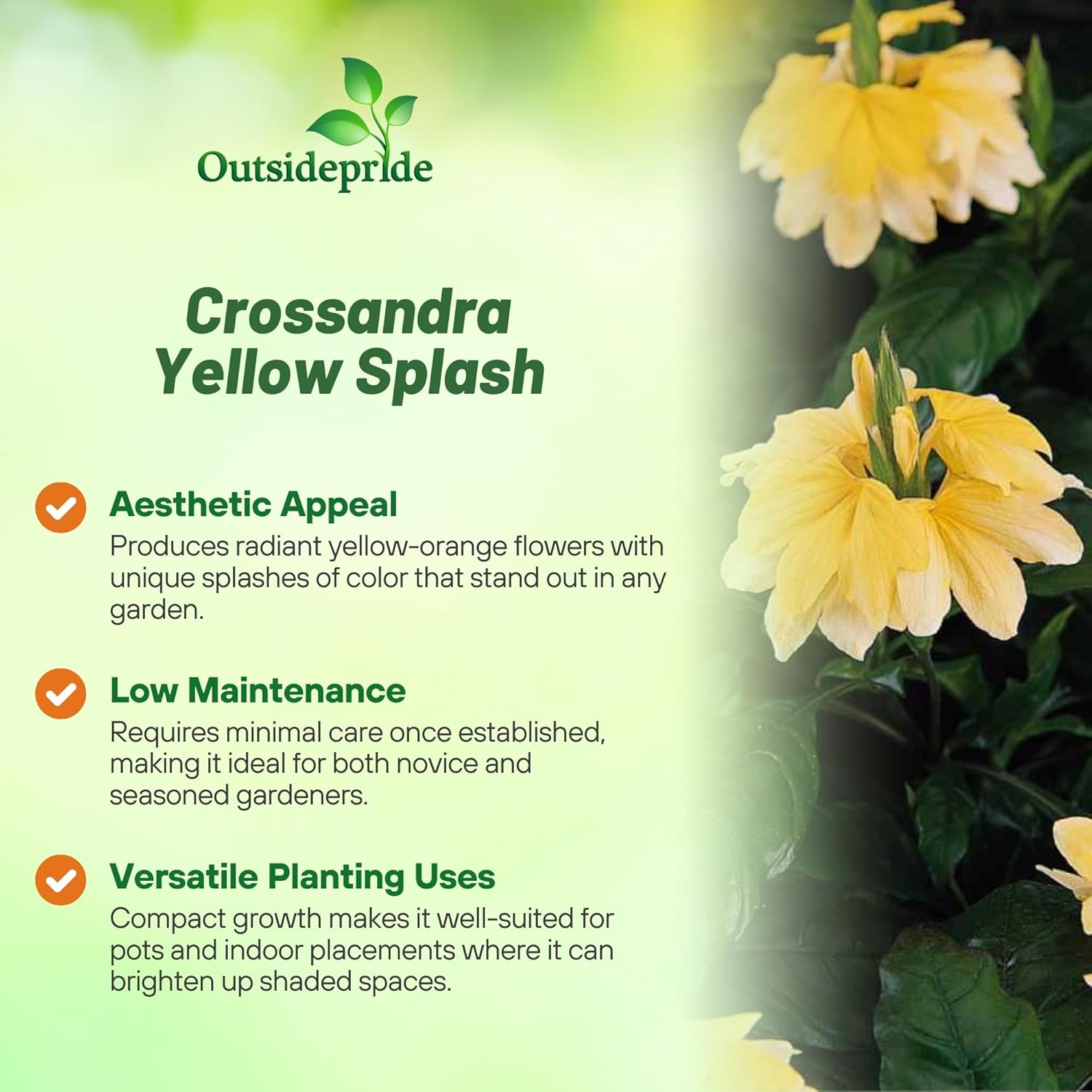 Crossandra Yellow Splash Flowing Plants Grown From Seeds