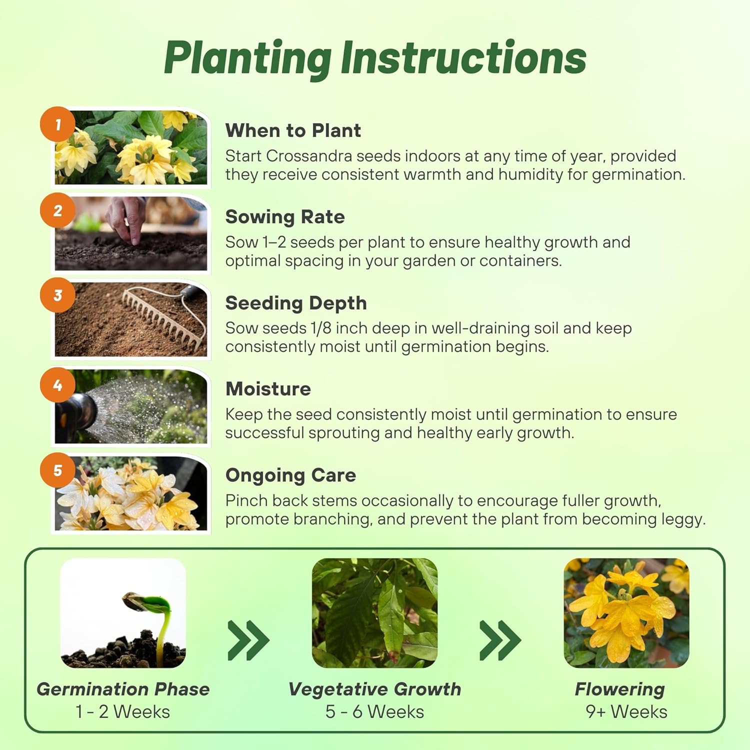 Crossandra Yellow Splash Seed Planting Directions