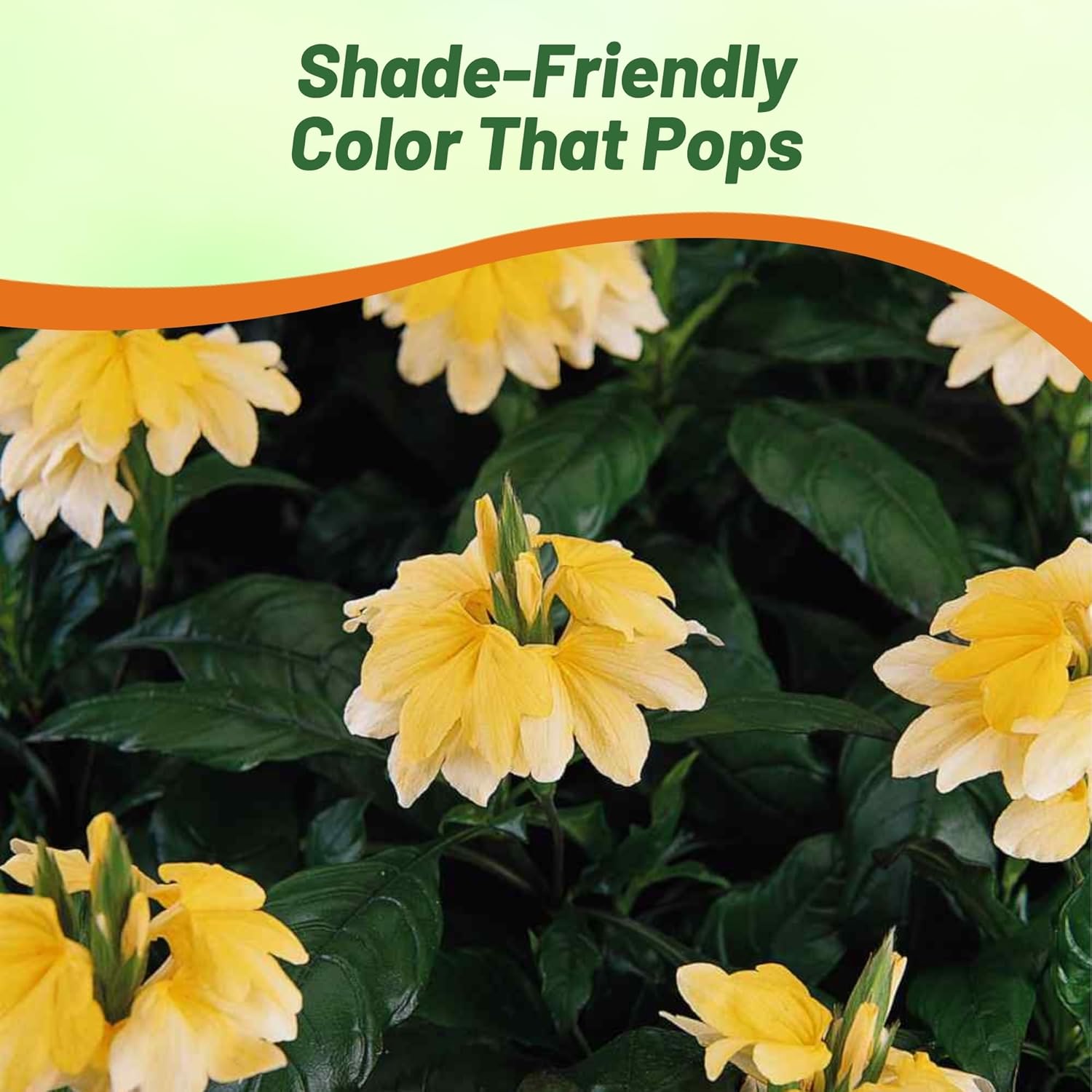 Crossandra Yellow Splash Ornamental Decorative Plants