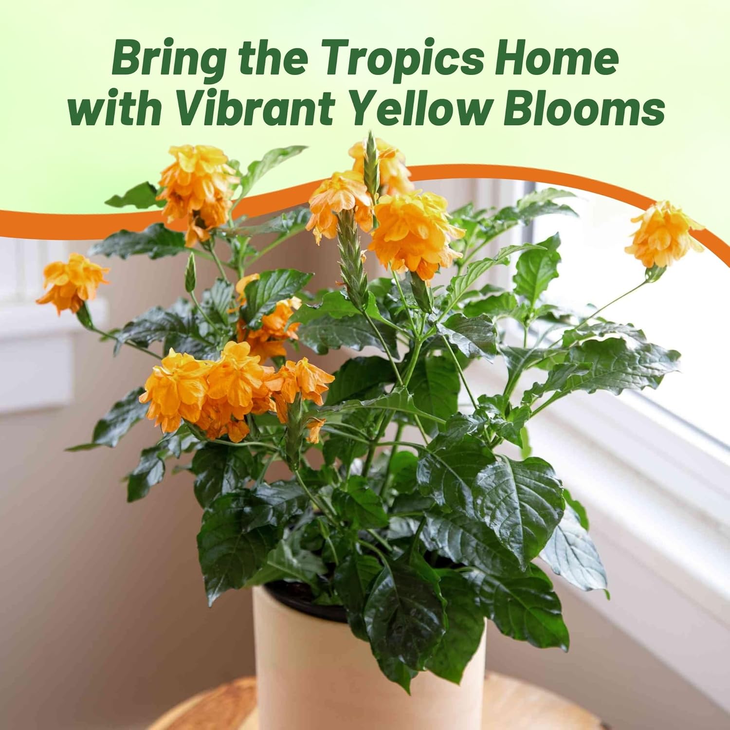 Heat Tolerant Crossandra Yellow Splash Plants
