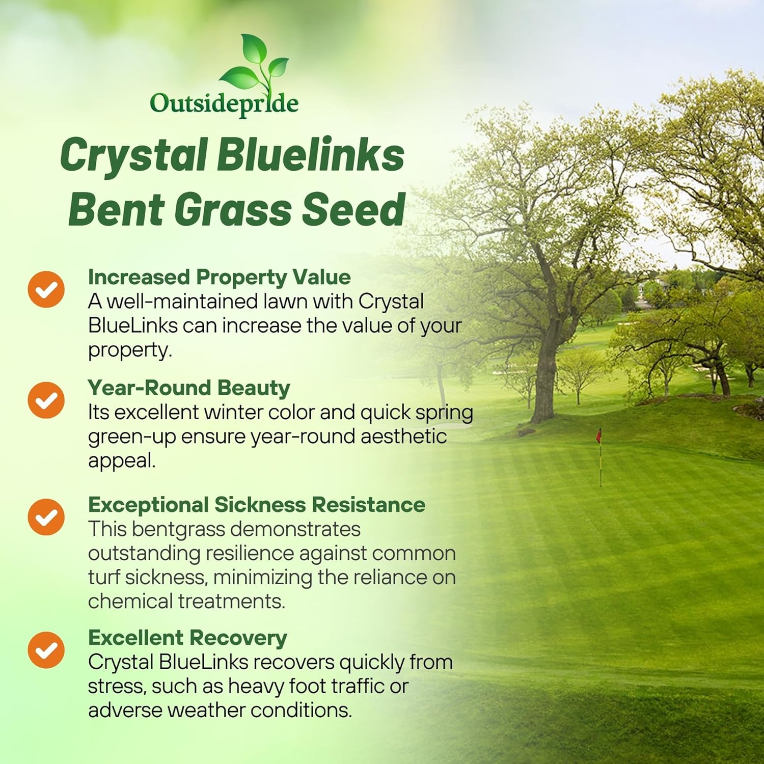 Crystal Bluelinks Home Golf Green Seed