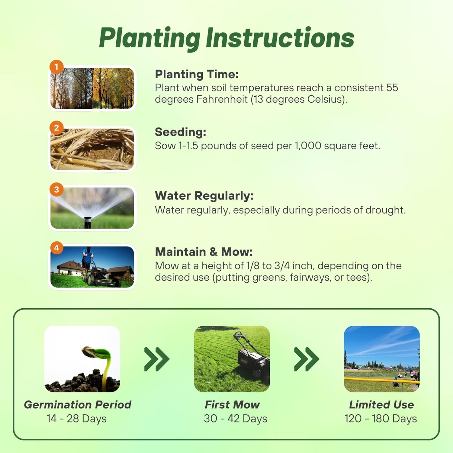 Crystal Bluelinks Bent Grass Planting Directions